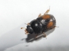 Acanthogethes reyi (Guillebeau, 1885)