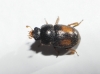 Acanthogethes reyi (Guillebeau, 1885)