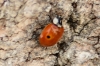Adalia bipunctata Adalia bipunctata