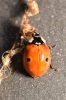 Adalia bipunctata Adalia bipunctata
