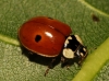 Adalia bipunctata Adalia bipunctata