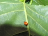 Adalia bipunctata Adalia bipunctata