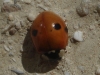 Adalia bipunctata Adalia bipunctata