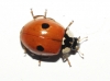 Adalia bipunctata Adalia bipunctata