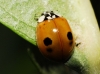 Adalia bipunctata Adalia bipunctata