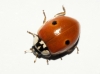 Adalia bipunctata