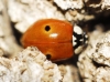 Adalia bipunctata Adalia bipunctata