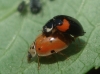 Adalia decempunctata Adalia decempunctata