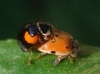 Adalia decempunctata Adalia decempunctata