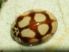 Adalia decempunctata Adalia decempunctata