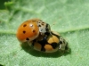 Adalia decempunctata Adalia decempunctata