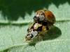 Adalia decempunctata Adalia decempunctata