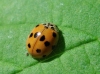 Adalia decempunctata Adalia decempunctata