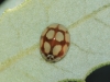 Adalia decempunctata Adalia decempunctata
