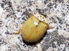 Adalia decempunctata Adalia decempunctata