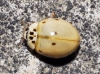Adalia decempunctata Adalia decempunctata