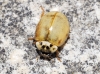 Adalia decempunctata Adalia decempunctata