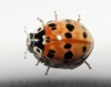Adalia fasciatopunctata Adalia fasciatopunctata