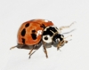 Adalia fasciatopunctata Adalia fasciatopunctata