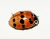 Adalia fasciatopunctata Adalia fasciatopunctata