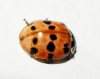 Adalia fasciatopunctata Adalia fasciatopunctata