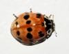 Adalia fasciatopunctata Adalia fasciatopunctata