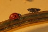 Adalia bipunctata Adalia bipunctata