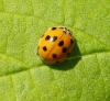Adalia decempunctata Adalia decempunctata