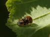 Adalia decempunctata Adalia decempunctata