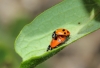Adonia variegata Adonia variegata