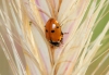 Adonia variegata Adonia variegata