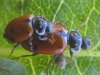 Adonia variegata Adonia variegata