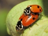 Adonia variegata Adonia variegata