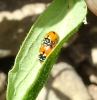 Adonia variegata Adonia variegata