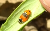 Adonia variegata Adonia variegata