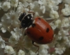Adonia variegata Adonia variegata