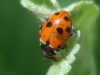Adonia variegata Adonia variegata