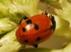 Adonia variegata Adonia variegata