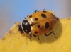 Adonia variegata Adonia variegata