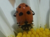 Adonia variegata Adonia variegata