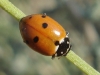 Adonia variegata Adonia variegata