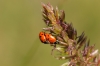 Adonia variegata Adonia variegata