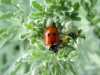 Adonia variegata Adonia variegata