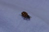 Adonia variegata Adonia variegata