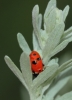 Adonia variegata Adonia variegata