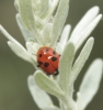 Adonia variegata Adonia variegata