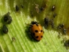Adonia variegata Adonia variegata