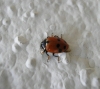 Adonia variegata Adonia variegata