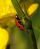 Adonia variegata Adonia variegata