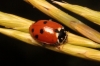 Adonia variegata Adonia variegata